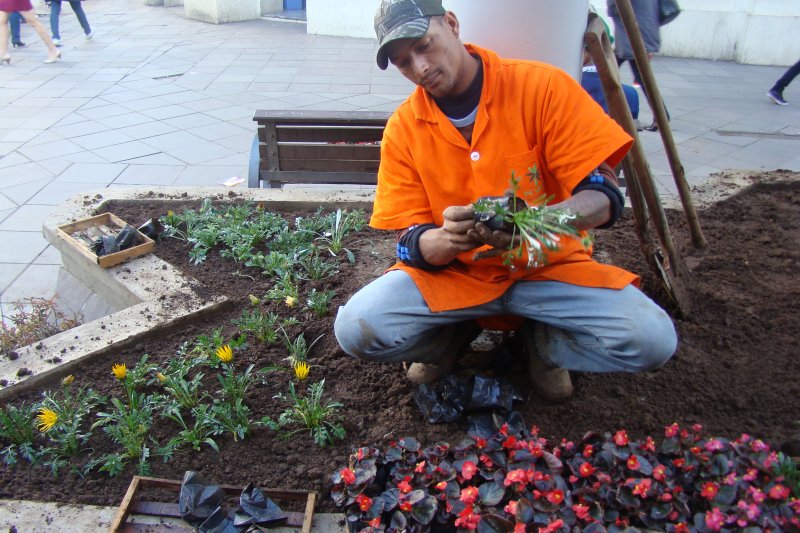 Flores deixarão o centro da cidade ainda mais colorido / Foto: Maria Luiza Guerra Flores deixarão o centro da cidade ainda mais colorido / Foto: Maria Luiza Guerra